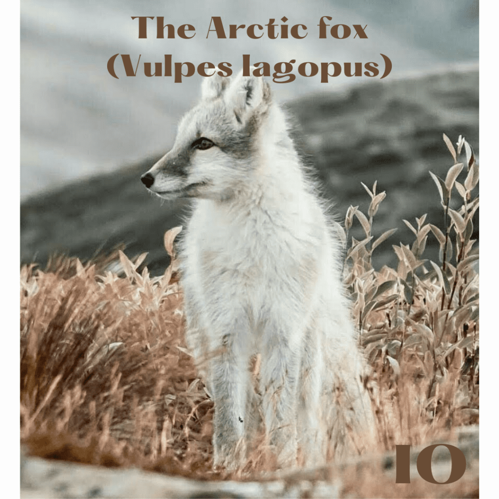 THE ARCTIC FOX (VULPES LAGOPUS)
